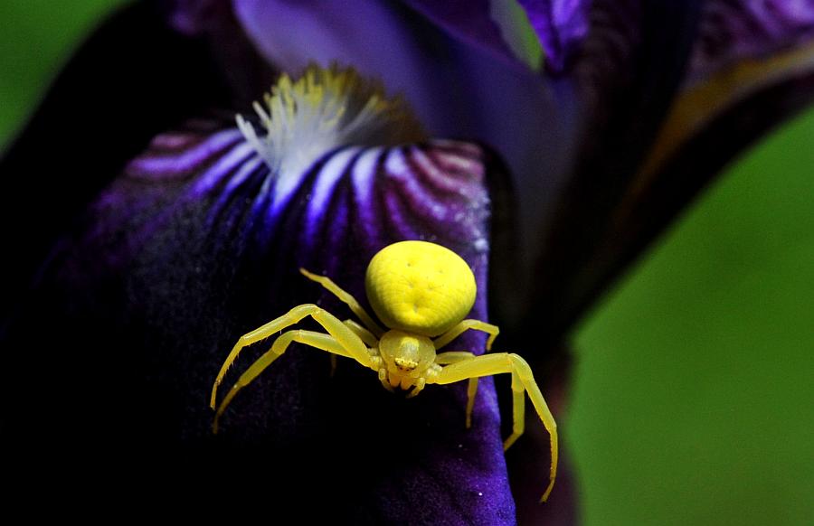 Femmina di Misumena vatia - Rocca Pia (AQ)